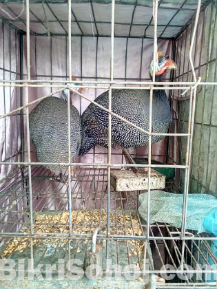 তিতির মুরগি